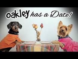 If you are looking for puppies for sale or a particular stud dog in your area you can also check our puppies for sale and stud dog sections. Dachshunds For Sale Springfield Mo 07 2021