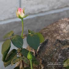 Check spelling or type a new query. Roses Rosa Hybrid Pink Promise Tea Rose Hope Reflected