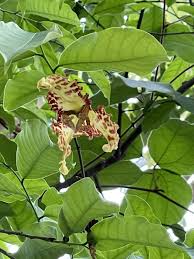 Image result for Monodora grandidieri