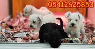 White Minyatur Schnauzer Schnauzer Dogs Animals