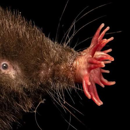 BBC One - Mammals - 25 years studying a remarkable mammal - the star-nosed  mole