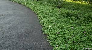 Image result for Dissotis