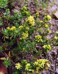 Image result for Triainolepis sancta