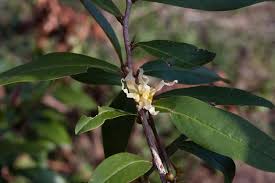 Image result for Hexalobus monopetalus