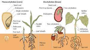 Koleksi oleh the secret garden. Germinasi Pengertian Ciri Proses Faktor Jenis Contohnya