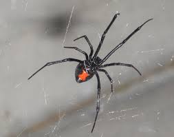 Pest control for the black widow spider. Black Widow Spiders