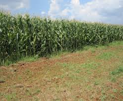 Image result for Aspidoglossum hirundo