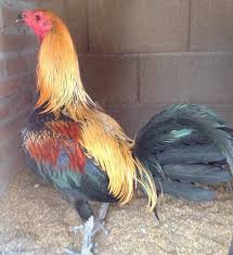 Sabung ayam taji pisau peru. Bisnisku 01 01 18
