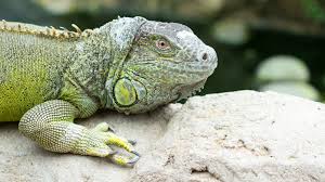 Regardless the iguanas are still vulnerable to poaching for human consumption and illegal collection for the international pet trade the greatest. A Guide To Caring For Green Iguanas As Pets
