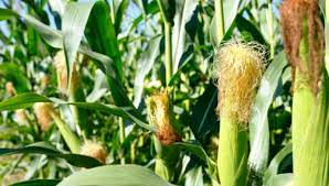 | meaning, pronunciation, translations and examples. Maize Cultivation Know The Climatic Requirements Suitable Land Seed Treatment Sowing Period Irrigation Harvesting