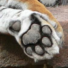 Animal Toes Tiger Paw Cat Anatomy Feline Anatomy