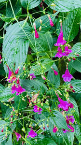 Image result for Strobilanthes hamiltoniana