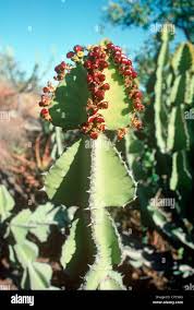 Image result for Euphorbia cooperi