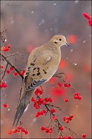 Black And White Bird With Red Throat Ohio A Mourning Dove One Of My Faves Their Call Suits Their Name I Was Surprised A Lot Of People Thought It Was Morn Bird Pictures Beautiful Birds Birds