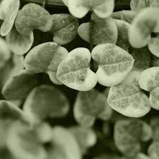 Image result for Ceropegia breviflora