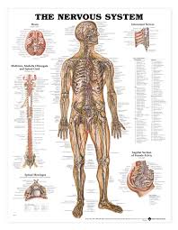 the nervous system anatomical chart poster laminated