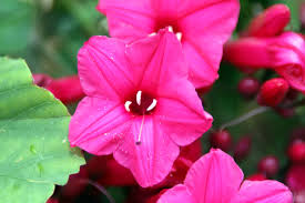 Image result for Ipomoea horsfalliae