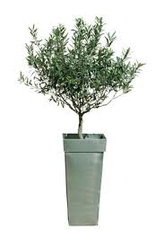 L Olivier En Pot
