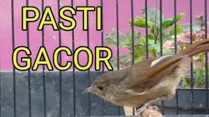 Burung kenari betina yorkshire ys. Cara Merawat Burung Flamboyan Cute766