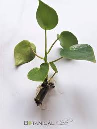 We did not find results for: How To Propagate Raindrop Peperomia In Water Botanical Chick