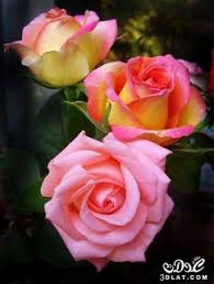 صور ورود 2020 اجمل صور زهور احلى صور ورود جميلة زينه Beautiful Rose Flowers Rose Flower Flowers