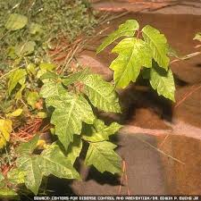 States except alaska, hawaii and california. Poison Ivy Rash Sparrow