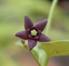 Image result for Vincetoxicum heterophyllum