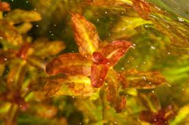Image result for Ludwigia senegalensis