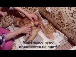 Samoe Trogatelnoe 10 Minutnoe Video Pro Rozhdenie Kotenka Videoinstrukciya Youtube