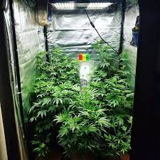I've tested many of their led' s over the years but was very excited with the results i achieved growing white widow with the mars hydro ii 400w full spectrum. 5 Best Led Grow Lights 2021 Yields Speed Bud Quality Grow Weed Easy