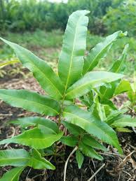 Image result for Stenochlaena