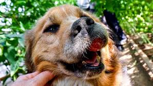 While the exact cause of thyroid dysfunction in our canine companions the thyroid affects the body's metabolism. 8 Cancer Causing Dog Products And Household Items Based On Studies