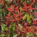 We did not find results for: Photinia Plant Cuttings Can I Propagate Photinia Cuttings
