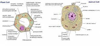It makes the cell rigid and strong. Similarities And Differences Between Plant And Animal Cells Structure And Organelles Jotscroll
