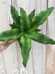 Image result for Congolanthus