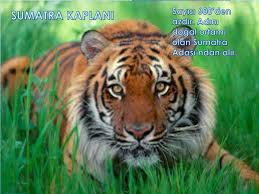 Ppt Nesli Tukenmekte Olan Hayvanlar Powerpoint Presentation Free Download Id 5354176