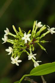 Image result for Hunteria congolana