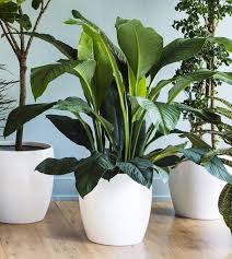 Houseplant Bird Of Paradise Plant Varieties Meet Spathiphyllum Sensation A Giant Version Of Another Boring Houseplant The Peace Lily This Lush Deep Green Be Tall Indoor Plants Plants Indoor Plants