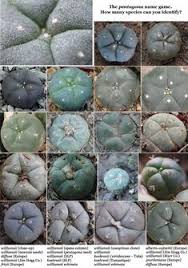 Start date jan 13, 2010. 44 Gardening Ideas In 2021 Plants Vegetable Garden Peyote Cactus