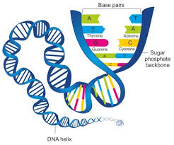 Sifat warna ungu dan buahnya manis merupakan contoh …. Mengapa Anak Bisa Mirip Dengan Orang Tuanya Zenius Blog