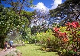 Jardin Botanique Deshaies Guadeloupe 7 Jardin Tropical Garden Roseau Dominica Et Things To Do