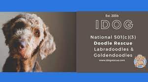 We did not find results for: Best Goldendoodle Rescues In Texas