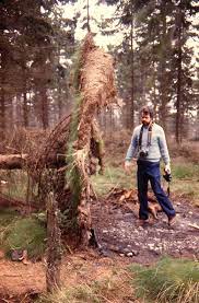 Tree Damage From Wind And Water Forest Pathology