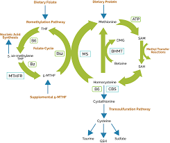 What Id Really Love To Tell You About The Methylation Cycle