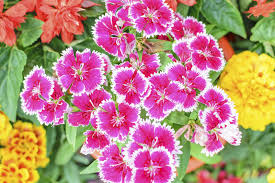 There are approximately 300 species of dianthus to choose from, in biennial, annual and perennial varieties. Dianthus Plant Companions Learn About Plants That Work Well With Dianthus