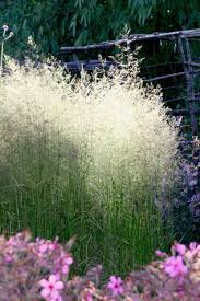Image result for Deschampsia