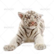 Pin On Animals
