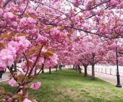 Check spelling or type a new query. Best Places To See Cherry Blossoms As A Family In Nyc Mommypoppins Things To Do In New York City With Kids