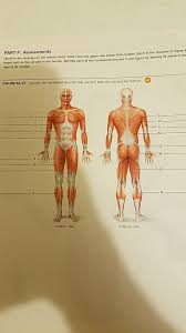 Human body muscle system, the muscles of the human body that work the skeletal system, that are under voluntary control, and that are concerned with movement, posture, and balance. Solved Part F Assessments Found Both In The Cat And In T Chegg Com