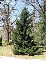 Picea orientalis 'skylands' is another oriental spruce tree; Oriental Spruce Picea Orientalis Gowdy Type Trees Conifers Height 8 10 Ft 2 4 3 M Conditions Zone 4 8 Full S Tree Yard Landscaping Trees And Shrubs